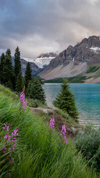 Kwiaty i świerki nad jeziorem Bow Lake