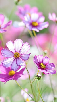 Kwiaty jasnoróżowej kosmei