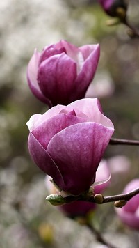 Kwiaty magnolii na gałązkach