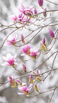 Kwiaty magnolii z pąkami