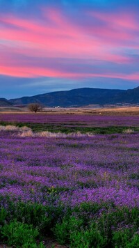 Kwiaty na łące w Prescott Valley
