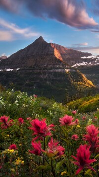 Kwiaty na tle góry Mount Oberlin