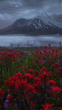 Kwiaty na tle wulkanu Mount St Helens