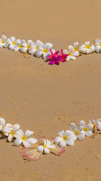Kwiaty plumerii na piasku