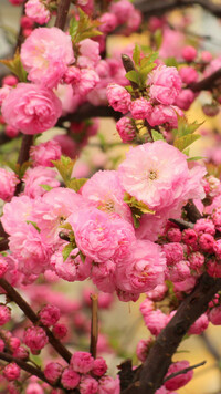 Kwiaty różowego migdałka