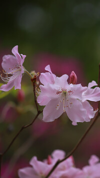 Kwiaty różowej azalii