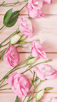 Kwiaty różowej eustomy