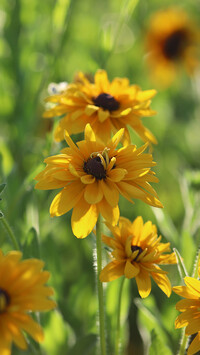 Kwiaty rudbekii