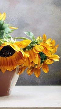 Kwiaty słonecznika w wazonie