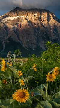 Kwiaty w Parku Narodowym Waterton Lakes