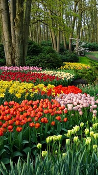 Kwiaty wiosennym parku
