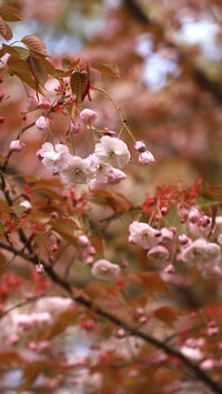 Kwiaty wiśni japońskiej