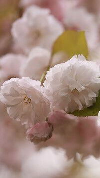 Kwiaty wiśni japońskiej