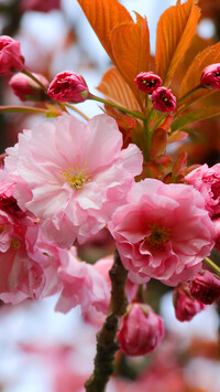 Kwiaty wiśni japońskiej i młode listki