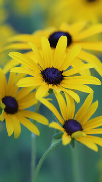 Kwiaty żółtej rudbekii