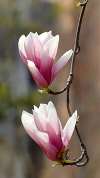 Kwitnąca gałązka magnolii