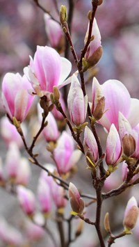 Kwitnąca magnolia