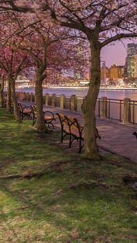 Kwitnące drzewa na promenadzie w Nowym Jorku
