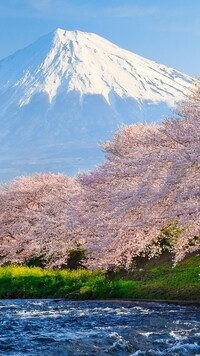 Kwitnące drzewa na tle stratowulkanu Fudżi