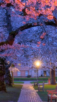 Kwitnące drzewa przed Uniwersytetem Quad