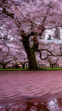 Kwitnące drzewa przed Uniwesytetem Quad