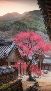 Kwitnące drzewo przed Świątynią Hwaeomsa
