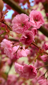 Kwitnące kwiaty wiśni japońskiej