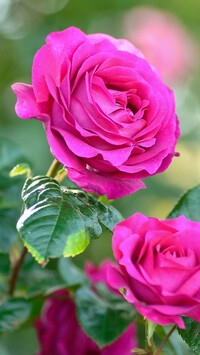Kwitnące różowe różyczki