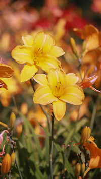 Kwitnące żółte lilie