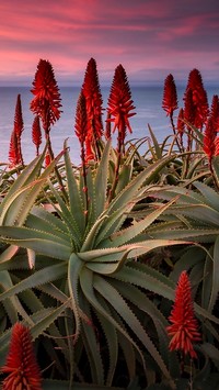 Kwitnący aloes nad morzem o zachodzie słońca