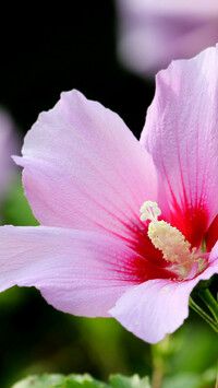 Kwitnący hibiskus