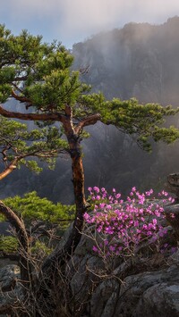 Kwitnący krzew pod sosną na skale