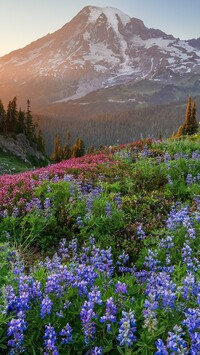 Kwitnący łubin na tle stratowulkanu Mount Rainier