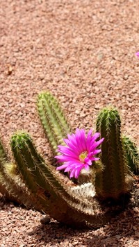 Kwitnący na pustyni kaktus