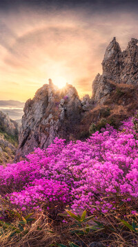 Kwitnący różanecznik na tle gór Jujaksan