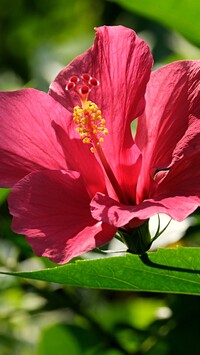 Kwitnący różowy hibiskus