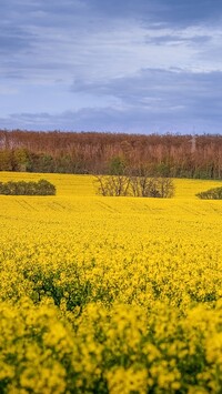 Kwitnący rzepak