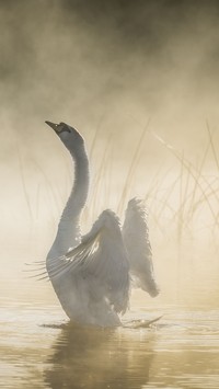 Łabędzia szyja