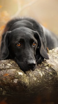 Labrador o smutnym spojrzeniu