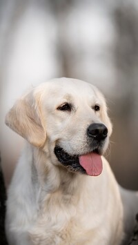 Labrador retriever