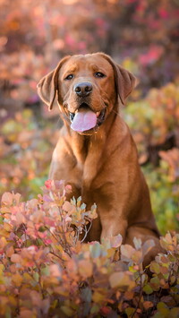 Labrador retriever