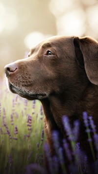 Labrador retriever