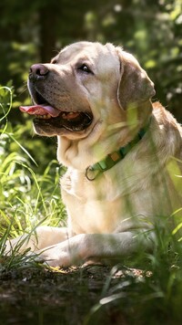 Labrador retriever