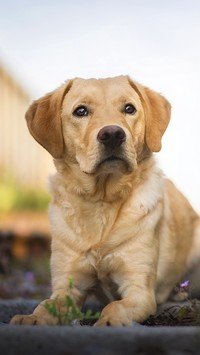 Labrador retriever na rozmytym tle