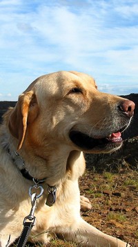 Labrador retriever na smyczy