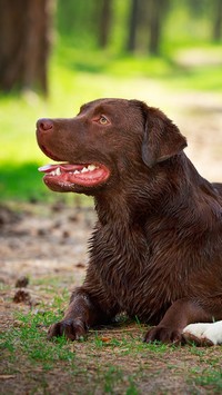 Labrador retriever po kąpieli