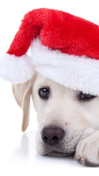 Labrador retriever w czapce Mikołaja
