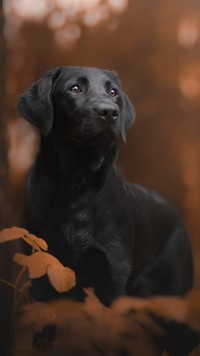 Labrador retriever w liściach