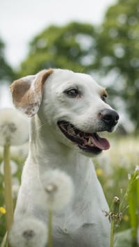 Labrador retriever wśród dmuchawców