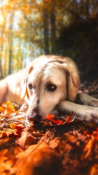 Labrador w jesiennych liściach